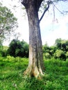 an old tree stands tall in indonesia Royalty Free Stock Photo
