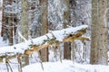 Old tree stock in an old forest in winter Royalty Free Stock Photo