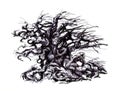 Old tree. Strong wind blowing. Ink drawing. Royalty Free Stock Photo