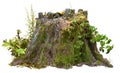 Cut out tree stump. Mossy trunk