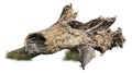 Cut out tree stump. Dead tree. Royalty Free Stock Photo