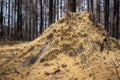 Old tree stump in autumn forest covered with fallen needles Royalty Free Stock Photo