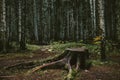 Old tree stump in the autumn forest. loneliness concept