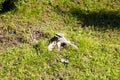 Old tree stump on a background of green grass Royalty Free Stock Photo