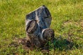 An old tree stump on a background of green grass Royalty Free Stock Photo