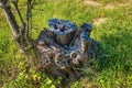 An old tree stump on a background of green grass Royalty Free Stock Photo