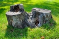 Old tree stump on a background of green grass . Royalty Free Stock Photo