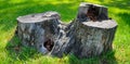 Old tree stump on a background of green grass . Wide photo. Royalty Free Stock Photo