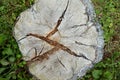 Old tree stump on a background of green grass. Top view. Texture of old wood with cracks. Royalty Free Stock Photo