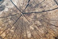 Old tree stump background,weathered wood texture with the cross section of a cut log Royalty Free Stock Photo