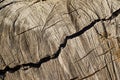 Old tree stump background,weathered wood texture with the cross section of a cut log Royalty Free Stock Photo