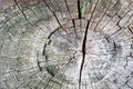 Old tree stump, beautiful wooden texture background with cracks