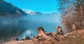 Old tree stump at Bohinj lake shore at cold winter february morning with fog rising above the water Royalty Free Stock Photo