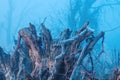 Old tree stump in cold foggy winter morning