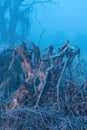 Old tree stump in cold foggy winter morning