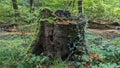 Old tree stump covered with green moss and fallen leaves in the forest Royalty Free Stock Photo