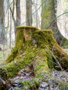 An old tree stump covered with green moss and young growth in the forest in spring Royalty Free Stock Photo