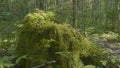 Old tree stump covered with moss in the coniferous forest, beautiful landscape. Stump with moss in the forest