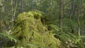 Old tree stump covered with moss in the coniferous forest, beautiful landscape. Stump with moss in the forest