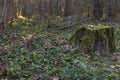 Old tree stump covered with moss in the coniferous forest, beautiful landscape. Russia Royalty Free Stock Photo