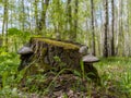 Old tree stump covered with moss in the coniferous forest Royalty Free Stock Photo