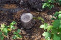 Old tree stump covered with moss in the coniferous forest, beautiful landscape Royalty Free Stock Photo