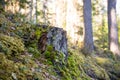 An old tree stump is covered in a moss coniferous forest, a beautiful landscape with spring sunlit trees in a blurred background Royalty Free Stock Photo