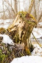 Old tree stump covered with moss in the coniferous forest, beautiful landscape Royalty Free Stock Photo