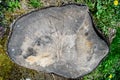 Old tree stump covered with moss in the forest Royalty Free Stock Photo