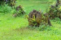 Old tree stump covered with moss in the forest. Royalty Free Stock Photo