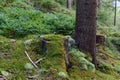 Old tree stump covered with moss in the forest