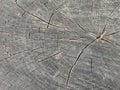 Old tree stump with cracks. Cross section of a tree trunk, tree structure, annual rings. Concept: perennial oak