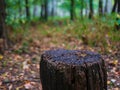 Old Tree stump after cutting a tree in autumn forest. Autumn forest landscape. Royalty Free Stock Photo