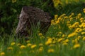 An old tree stump. Dandelion meadow Royalty Free Stock Photo