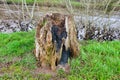 Old Tree Stump Royalty Free Stock Photo