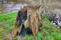 Old Tree Stump Royalty Free Stock Photo