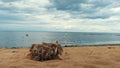 Old tree stump with with dry grass and ropes surrounded by sand along the river. Concept. Seagulls flying aboe the lake Royalty Free Stock Photo