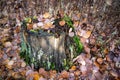 old tree stump with fallen leaves in autumn Royalty Free Stock Photo