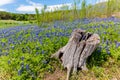 An Old Tree Stump in a Field of Texas Bluebonnet Wildflowers