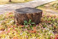 Old tree stump