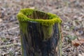 An old tree stump in the forest is covered with green moss Royalty Free Stock Photo