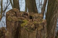 An old tree stump in the forest is covered with green moss Royalty Free Stock Photo