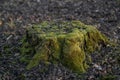 Old Tree Stump in the Forest Covered with  Green Moss. Beautiful Royalty Free Stock Photo