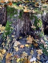 An old stump in the forest, covered with moss and strewn with mushrooms. Mushroom bouquet in the autumn forest Royalty Free Stock Photo