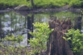 Old tree stump in front of forest marsh, trees reflected