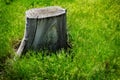 Old Tree Stump in Green Grass Royalty Free Stock Photo