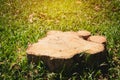 Old tree stump on green grass field, garden. The stump is surrounded by green grass field. Royalty Free Stock Photo