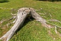 Old Tree Stump on a Green Grass Royalty Free Stock Photo