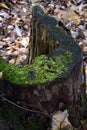 Old tree stump with green moss. Dry fallen leaves on the ground. Royalty Free Stock Photo