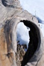 Old tree stump with hole, dry grass and white snow background Royalty Free Stock Photo